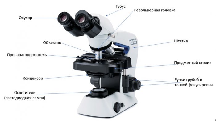 Строение микроскопа рисунок с подписями